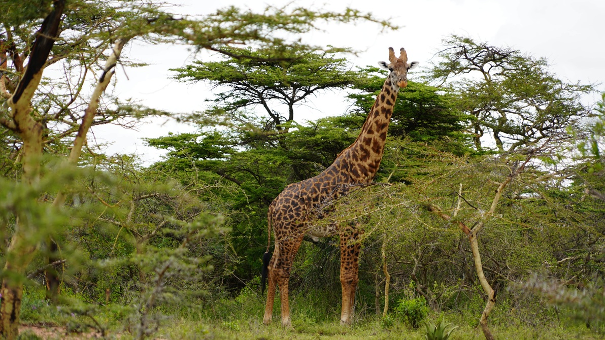 Rangers melden de terugkeer van giraffen, een veldproject van AFAS Foundation.